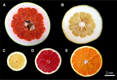 Damage protection in fruits: Comparative analysis of the functional morphology of the fruit peels of five Citrus species via quasi-static compression tests